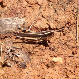 Macrotona australis at Black Mountain - 22 Dec 2023