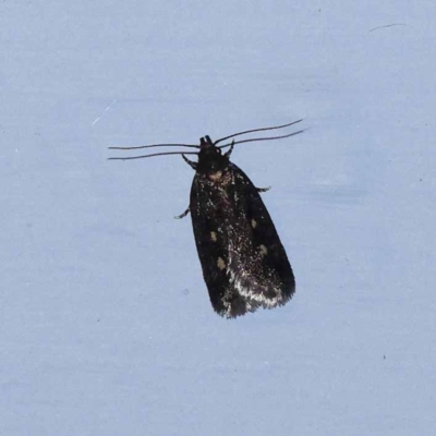 Barea codrella (A concealer moth) at Turner, ACT - 10 Dec 2023 by ConBoekel