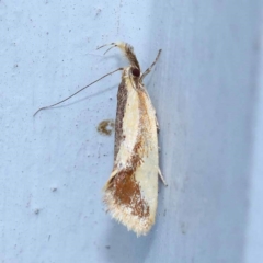 Thema psammoxantha (A concealer moth) at Turner, ACT - 10 Dec 2023 by ConBoekel