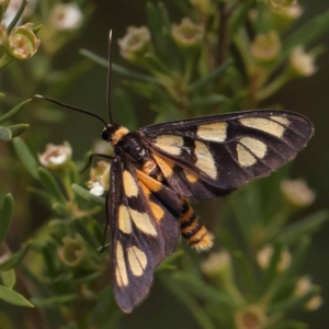 Amata (genus) at Bruce Ridge - 23 Dec 2023