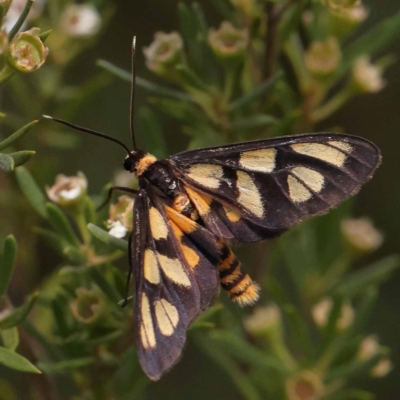 Amata (genus) (Handmaiden Moth) at Bruce Ridge - 23 Dec 2023 by ConBoekel