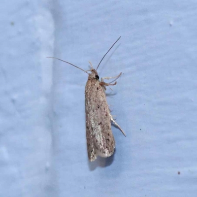 Chezala privatella (A Concealer moth) at Turner, ACT - 10 Dec 2023 by ConBoekel