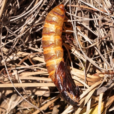 Hepialidae sp. (family) IMMATURES (Unidentified IMMATURE Swift or Ghost Moth) at Point 60 - 22 Dec 2023 by ConBoekel