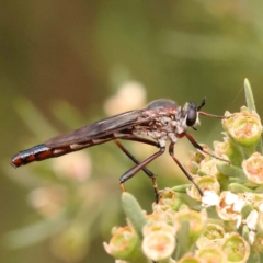 Neosaropogon sp. (genus) (A robber fly) at Bruce Ridge - 23 Dec 2023 by ConBoekel