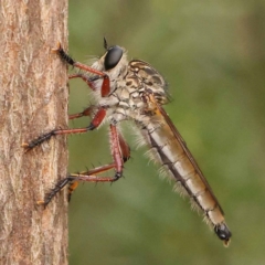 Unidentified Robber fly (Asilidae) at O'Connor, ACT - 23 Dec 2023 by ConBoekel