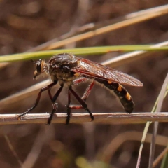 Chrysopogon muelleri (Robber fly) at Point 60 - 22 Dec 2023 by ConBoekel