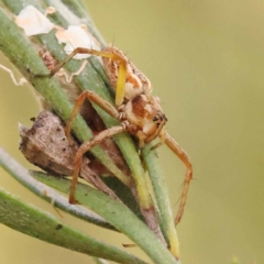 Oxyopes (genus) (Lynx spider) at Bruce Ridge - 23 Dec 2023 by ConBoekel