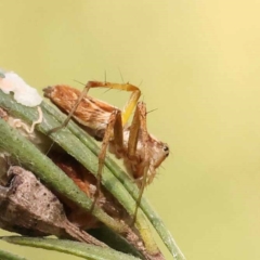 Oxyopes sp. (genus) at Bruce Ridge - 23 Dec 2023