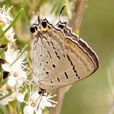 Jalmenus ictinus (Stencilled Hairstreak) at Bruce Ridge - 23 Dec 2023 by ConBoekel