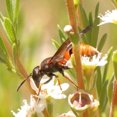Eumeninae (subfamily) (Unidentified Potter wasp) at Acton, ACT - 22 Dec 2023 by ConBoekel