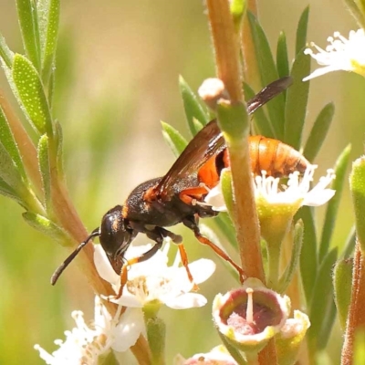 Eumeninae (subfamily) (Unidentified Potter wasp) at Acton, ACT - 22 Dec 2023 by ConBoekel