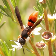 Eumeninae (subfamily) at Acton, ACT - 22 Dec 2023 11:58 AM