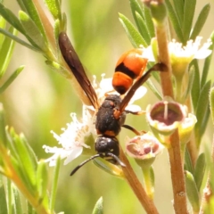 Eumeninae (subfamily) at Acton, ACT - 22 Dec 2023 11:58 AM