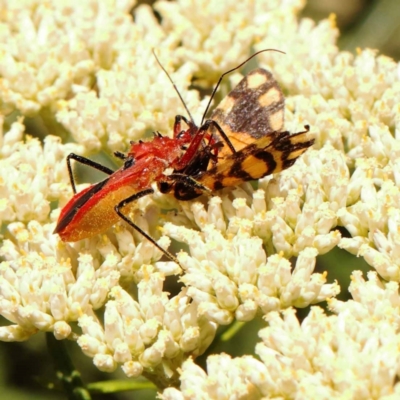 Gminatus australis (Orange assassin bug) at Black Mountain - 22 Dec 2023 by ConBoekel