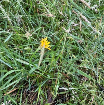 Hypochaeris radicata (Cat's Ear, Flatweed) at Crackenback, NSW - 25 Dec 2023 by Mavis