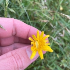 Hypochaeris radicata at Crackenback, NSW - 25 Dec 2023