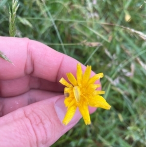 Hypochaeris radicata at Crackenback, NSW - 25 Dec 2023 06:26 PM