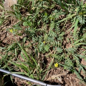 Tribulus terrestris at West Belconnen Pond - 23 Dec 2023