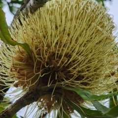 Banksia serrata (Saw Banksia) at Murramarang National Park - 25 Dec 2023 by Steve818