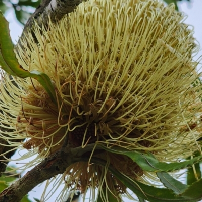 Banksia serrata (Saw Banksia) at Murramarang National Park - 25 Dec 2023 by Steve818