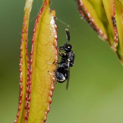 Chalcididae (family) (Unidentified chalcid wasp) at Harrison, ACT - 23 Dec 2023 by DPRees125