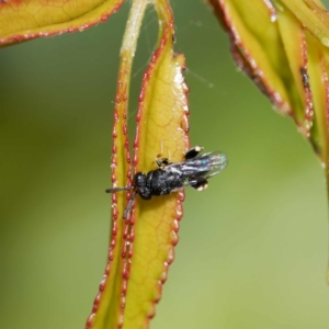 Chalcididae (family) at Harrison, ACT - suppressed