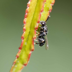 Chalcididae (family) at Harrison, ACT - suppressed