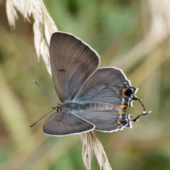 Jalmenus ictinus (Stencilled Hairstreak) at Pialligo, ACT - 23 Dec 2023 by DPRees125