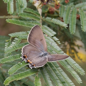 Jalmenus ictinus at Campbell Park Woodland - 24 Dec 2023