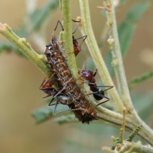 Jalmenus ictinus at Campbell Park Woodland - 24 Dec 2023