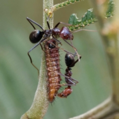 Jalmenus ictinus at Campbell Park Woodland - 24 Dec 2023