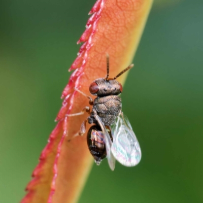 Chalcididae (family) (Unidentified chalcid wasp) at Harrison, ACT - 23 Dec 2023 by DPRees125