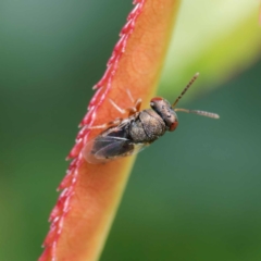 Chalcididae (family) at Harrison, ACT - 23 Dec 2023