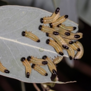 Paropsis atomaria at Aranda, ACT - 6 Dec 2023