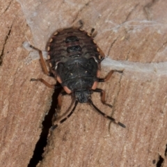 Diemenia rubromarginata (Pink-margined bug) at Aranda, ACT - 5 Dec 2023 by AlisonMilton