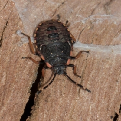 Diemenia rubromarginata (Pink-margined bug) at Aranda, ACT - 5 Dec 2023 by AlisonMilton