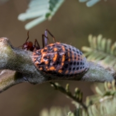 Icerya acaciae (Acacia mealy bug) at Fraser, ACT - 14 Feb 2023 by AlisonMilton