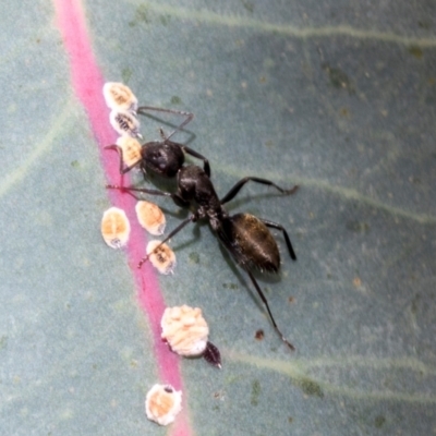 Camponotus aeneopilosus (A Golden-tailed sugar ant) at Fraser, ACT - 14 Feb 2023 by AlisonMilton