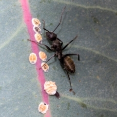 Camponotus aeneopilosus at Kuringa Woodlands - 14 Feb 2023 02:06 PM