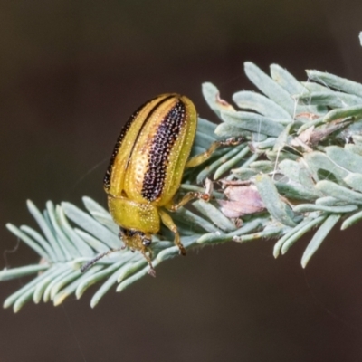 Calomela parilis (Leaf beetle) at Fraser, ACT - 14 Feb 2023 by AlisonMilton