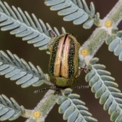 Calomela parilis at Kuringa Woodlands - 14 Feb 2023