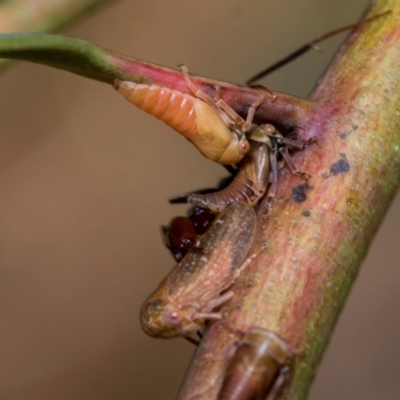 Cicadellidae (family) at Fraser, ACT - 14 Feb 2023 by AlisonMilton