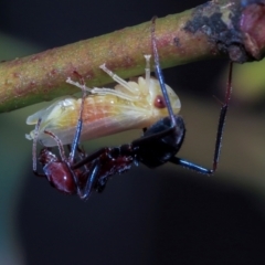 Cicadellidae (family) (Unidentified leafhopper) at Kuringa Woodlands - 14 Feb 2023 by AlisonMilton