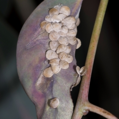 Glycaspis sp. (genus) at Aranda, ACT - 5 Dec 2023 by AlisonMilton