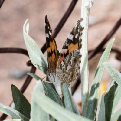 Vanessa kershawi (Australian Painted Lady) at Aranda, ACT - 6 Dec 2023 by AlisonMilton