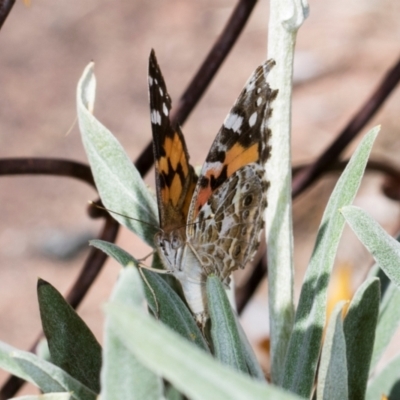 Vanessa kershawi (Australian Painted Lady) at Aranda, ACT - 5 Dec 2023 by AlisonMilton