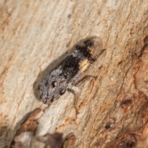 Stenocotis depressa at Aranda, ACT - 6 Dec 2023