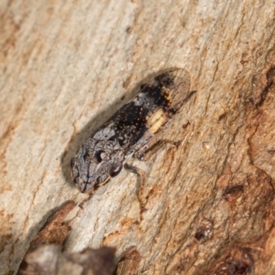Stenocotis depressa (Leafhopper) at Aranda, ACT - 6 Dec 2023 by AlisonMilton