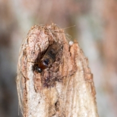 Unidentified Other true fly at Aranda, ACT - 5 Dec 2023 by AlisonMilton