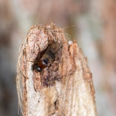 Unidentified Other true fly at Aranda, ACT - 5 Dec 2023 by AlisonMilton